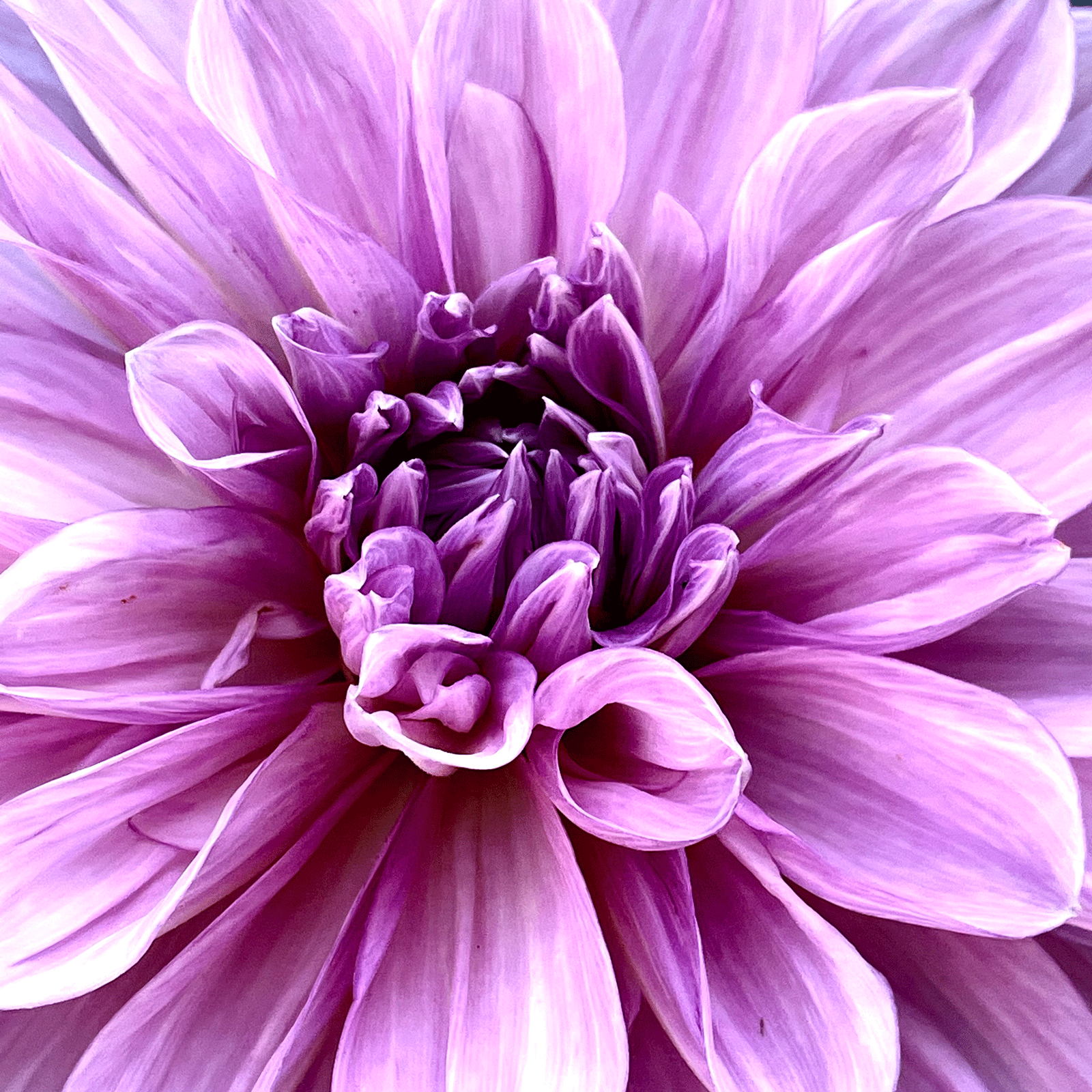 Eine Creme darf gut riechen