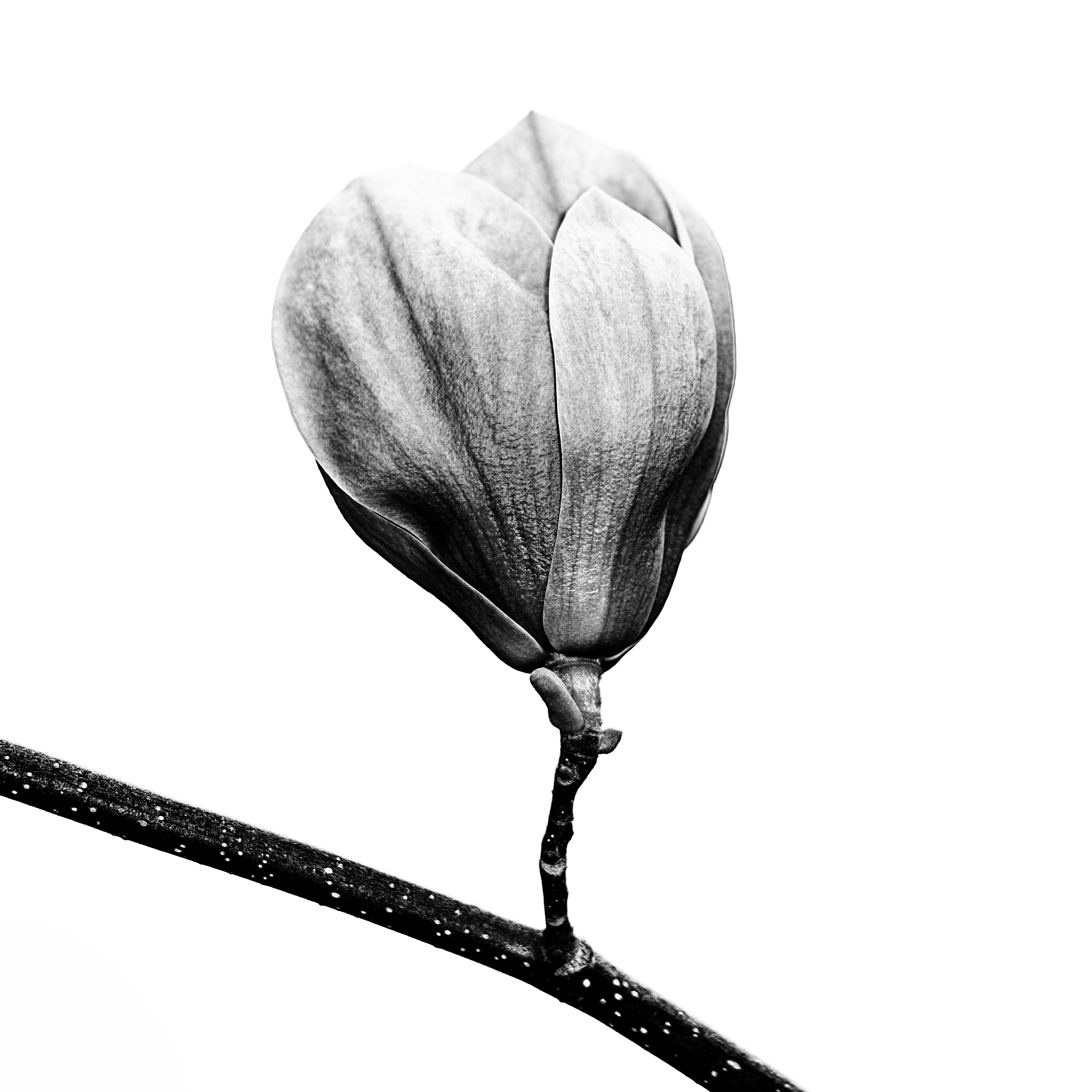 Der Vorteil von Pflanzenölen in der Kosmetik